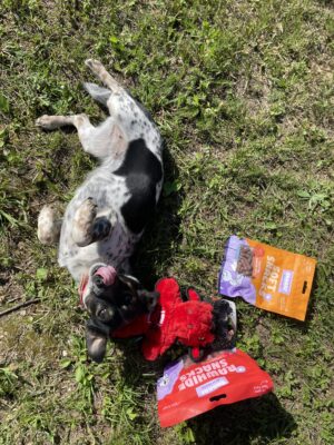 Šuo su Wufy kramtytojo dėže – klientų atsiliepimas