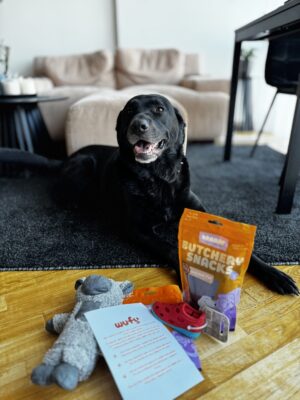 Wufy dėžė šunims – klientų atsiliepimas su nuotrauka